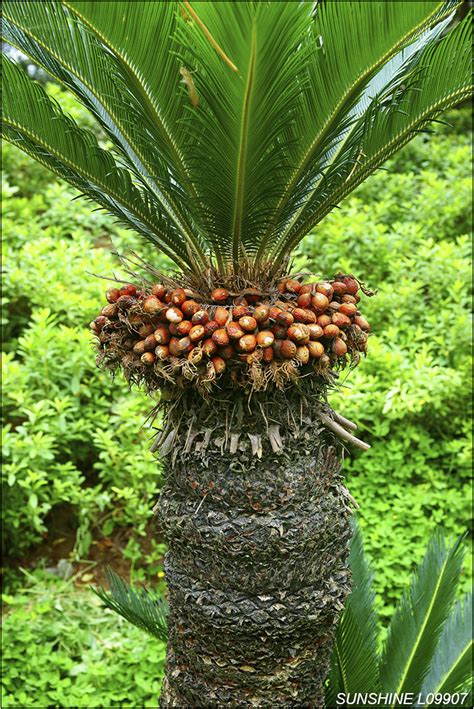 鐵樹 蕨類|蘇鐵 Cycas revoluta Thunb